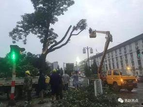 邯郸大树爆料事件视频,揭秘背后真相